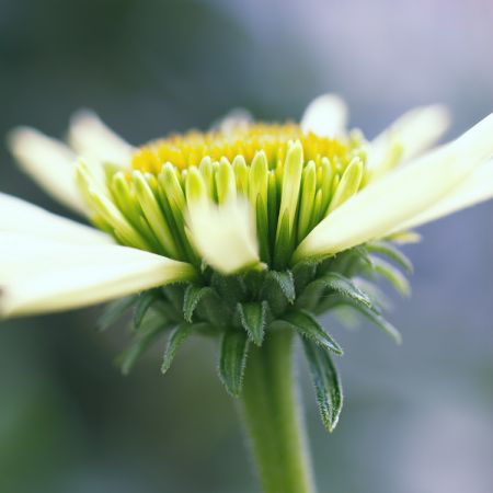 Echinacea Hybride ´Coconut Lime´