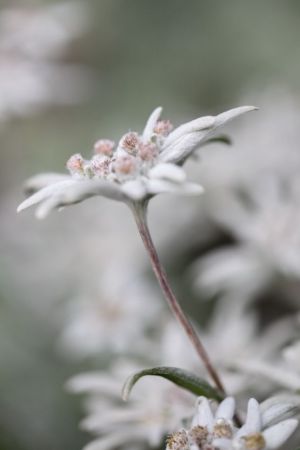 Leontopodium nivale