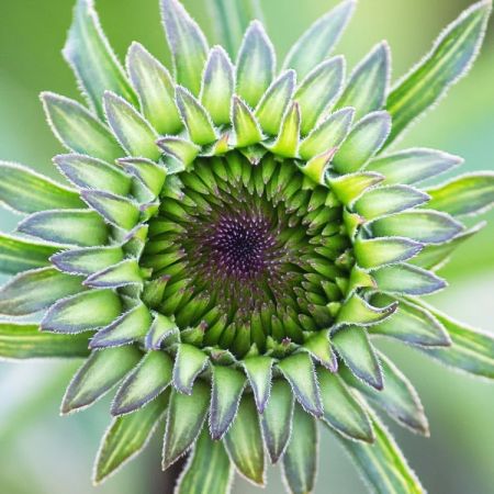 Echinacea purpurea