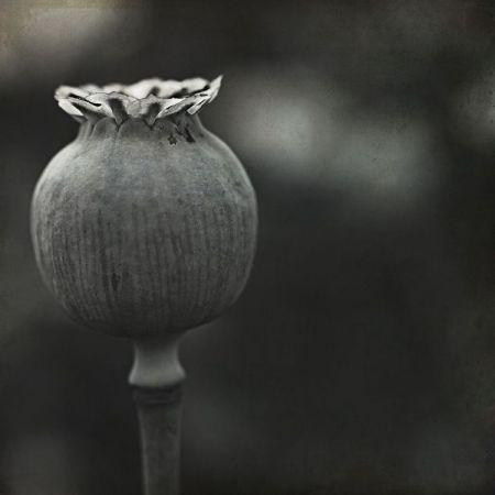 Papaver somniferum