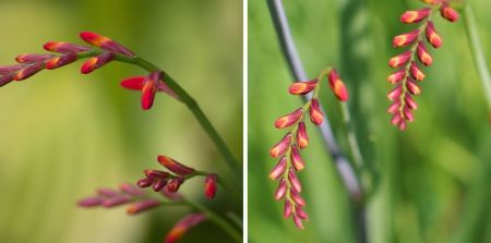 Crocosmia 