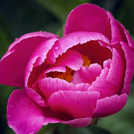 Peonia lactiflora ´Dancing Butterfly´