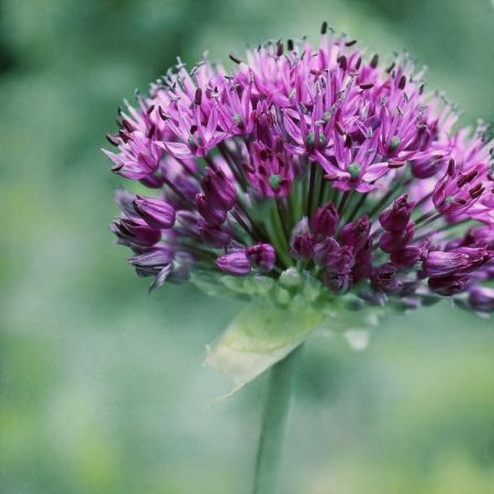 Allium aflatunense 'Purple Sensation' 