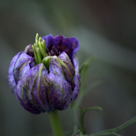Nigela hispanica ´Señorita Clara´