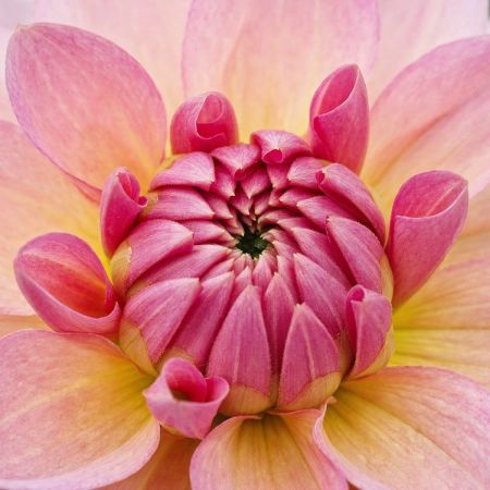 Dahlia