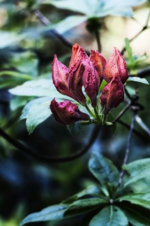 Rhododendron