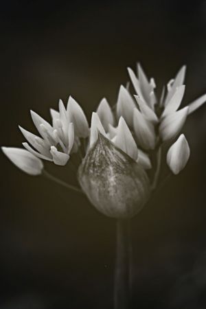 Allium ursinum
