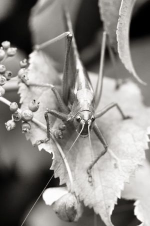 Tettigonia viridissima