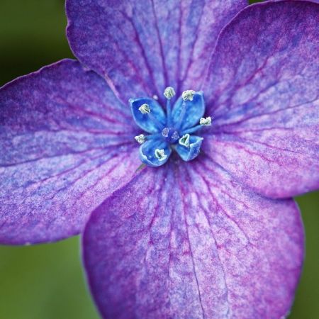 Hydrangea macrophylla ´Kardinal´