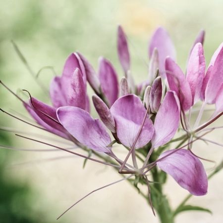 Cleome spinosa