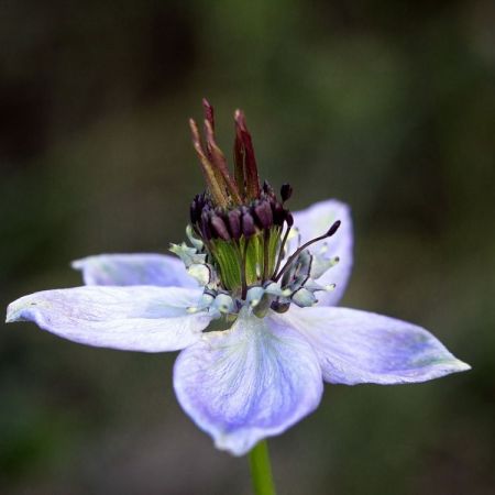 Nigella hispanica ´Señorita Clara´