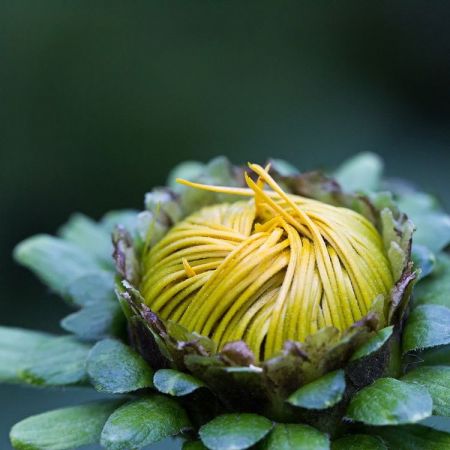 Rudbeckia fulgida