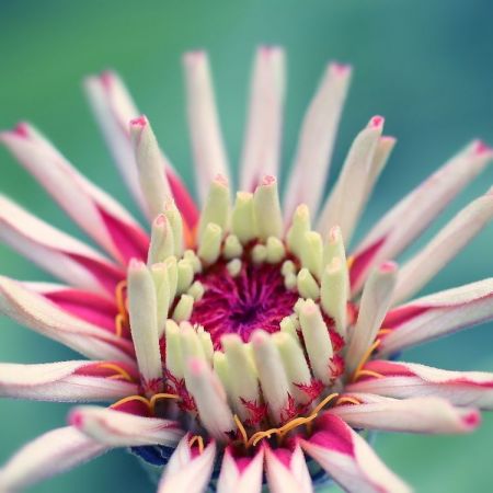 Zinnia