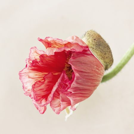 Papaver orientale