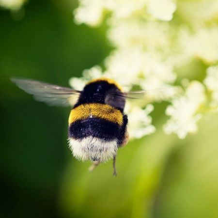 Hummel (Bombus)