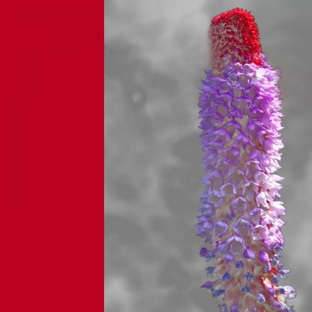 Primula vialii
