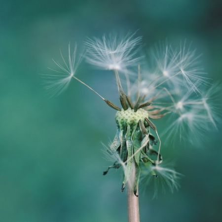 Taraxacum officinale