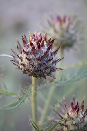 Cynara Cardunculus