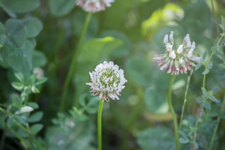 Trifolium repens