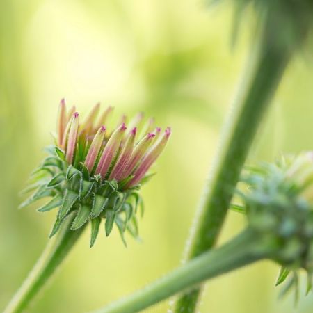 Echinacea purpurea