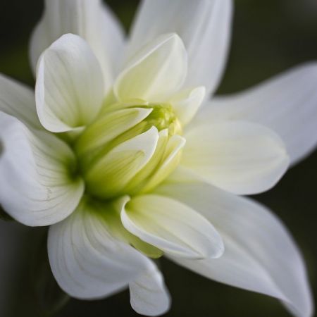 Dahlia