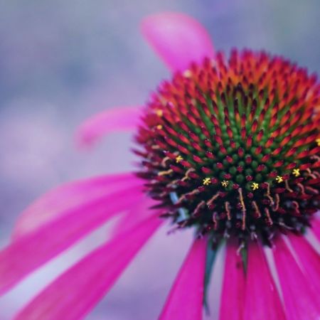 Echinacea purpurea ´Rubinstern´