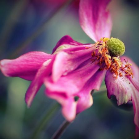 Anemone japonica ´Pamina´
