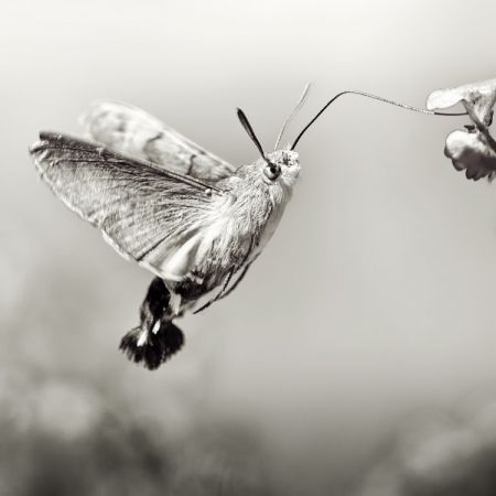 Macroglossum stellatarum