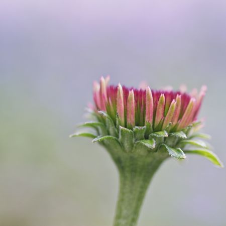 Echinacea Hybride 'Sunset'