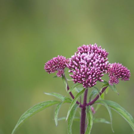 Eupatorium
