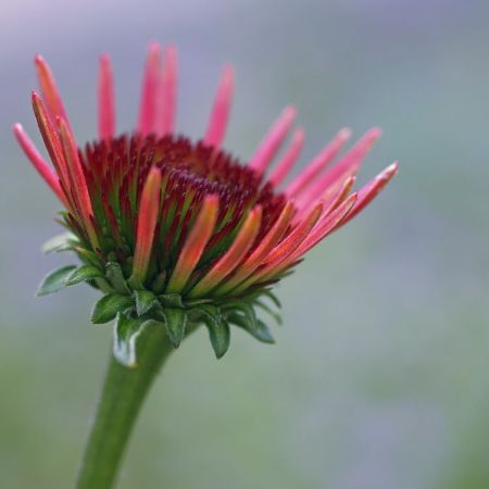 Echinacea-Hybride 'Sunset'
