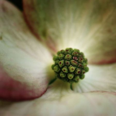 Cornus kousa 'Satomi'