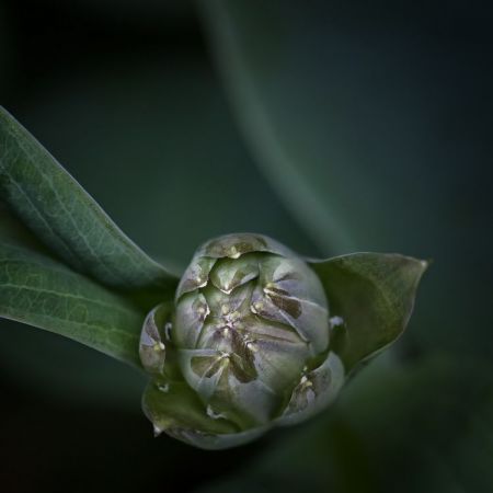 Hosta