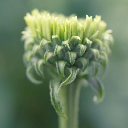 Echinacea purpurea
