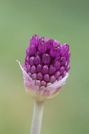 Allium aflatunense 'Purple Sensation'