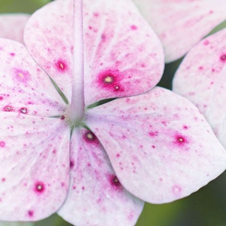 Hydrangea macrophylla 'Mariesii Perfecta'