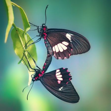 Parides sesostris