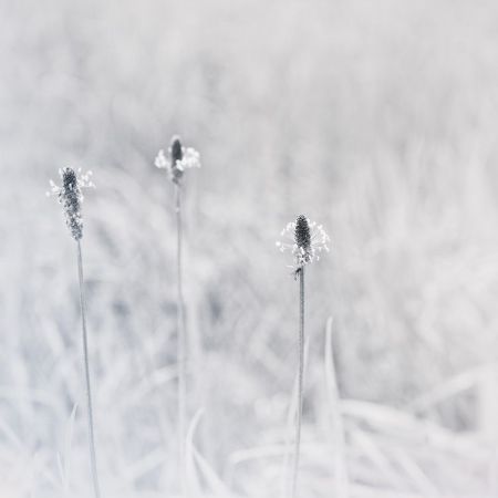 Plantago lanceolata