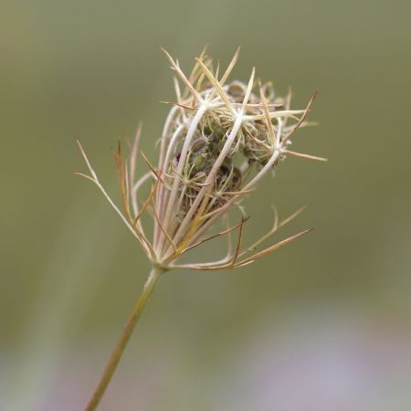 Daucus carota