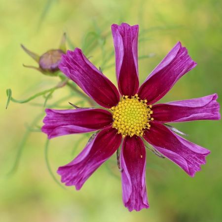 Cosmos bipinnatus