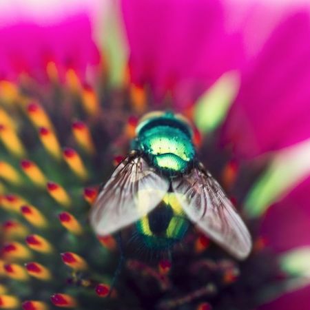 Goldfliege (Lucilia sericata)