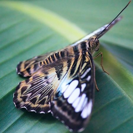 Blauer Segelfalter (Parthenos sylvia blue)