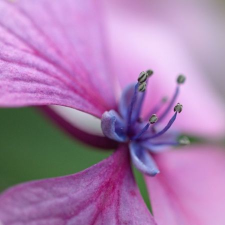 Hydrangea macrophylla ´Kardinal´