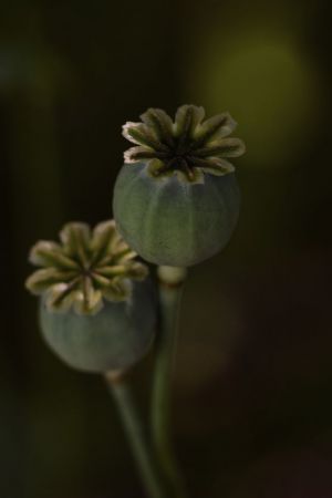 Papaver somniferum 