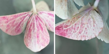 Hydrangea macrophylla 'Mariesii Perfecta'