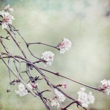 Viburnum bodnantense Dawn