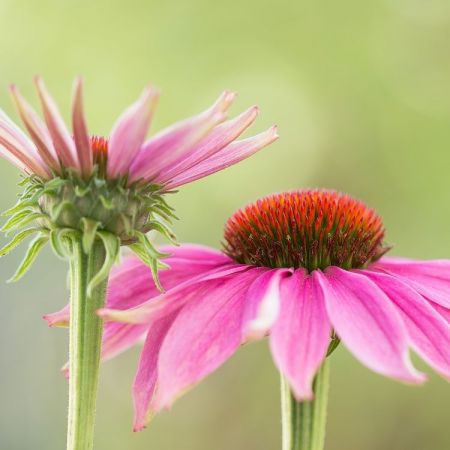 Echinacea purpurea ´Magnus´
