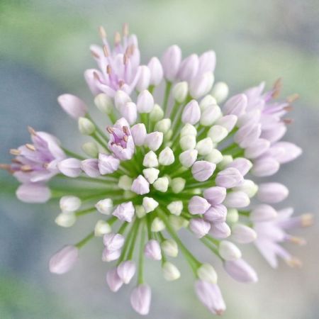 Allium senescens ssp. senescens