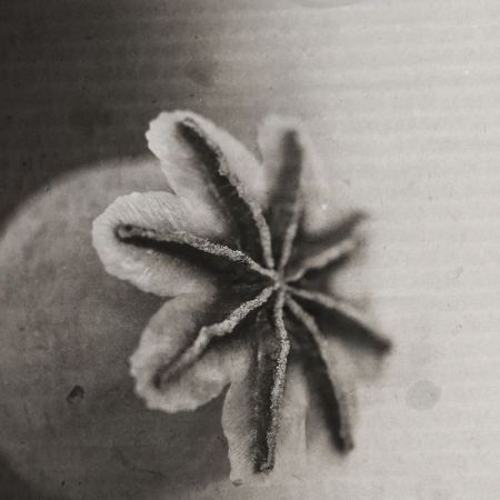 Papaver somniferum