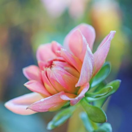 Dahlia